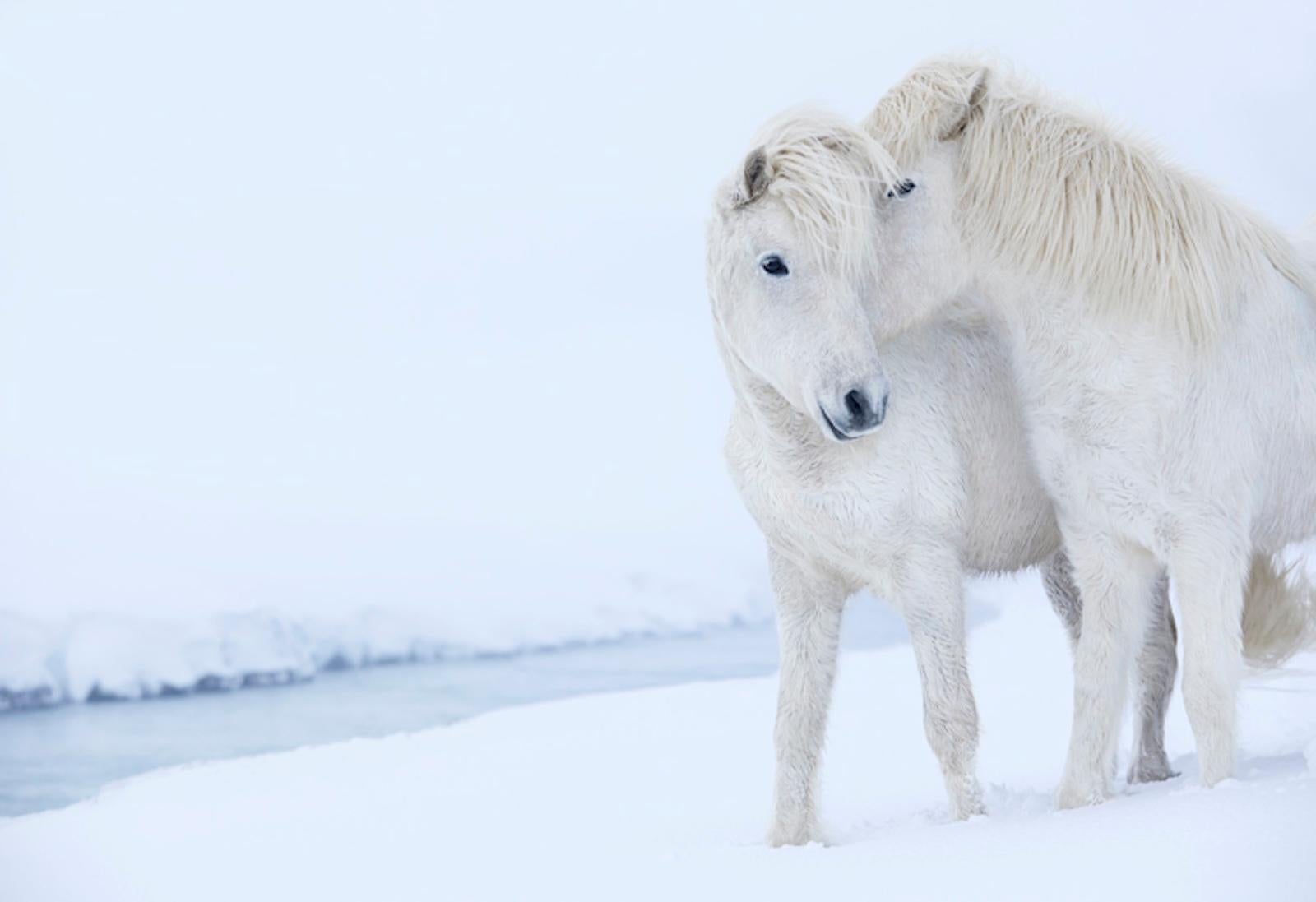 Surreal, minimal photograph of two white horses nuzzling together in the snow