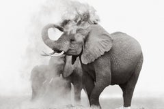 Surreales Porträt eines Elefanten mit Staub in Kenia, minimalistisch, von der Mode inspiriert