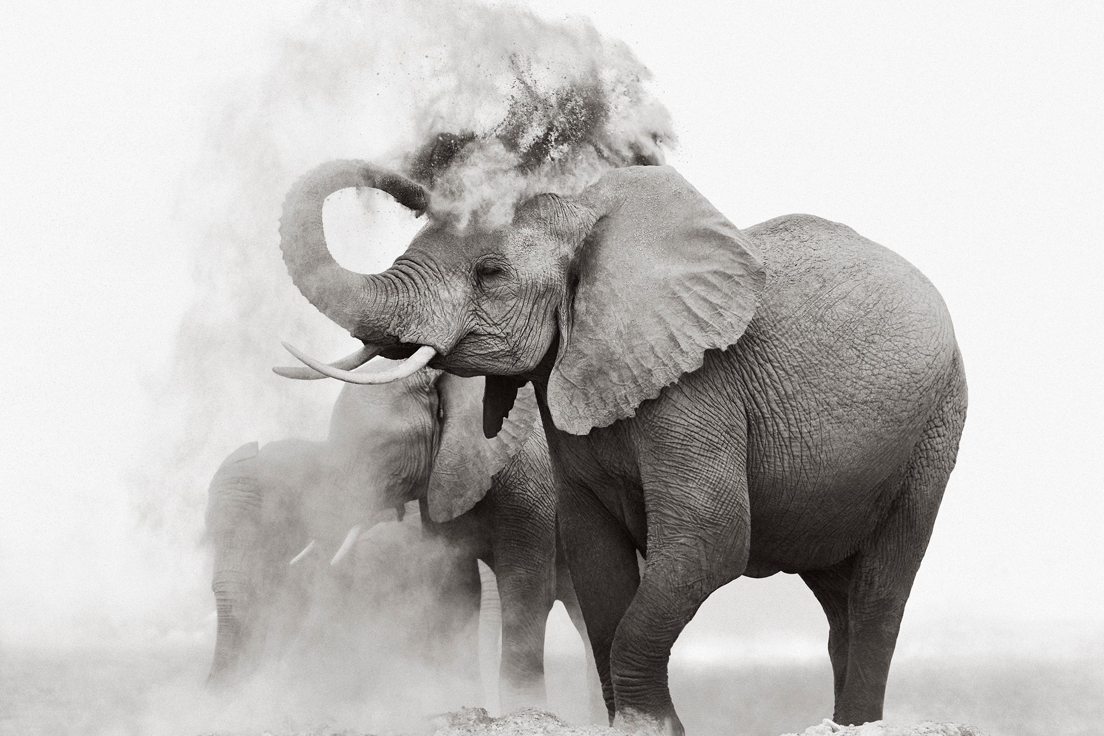 Drew Doggett Black and White Photograph – Surreales Porträt eines Elefanten mit Staub in Kenia, minimalistisch, von der Mode inspiriert