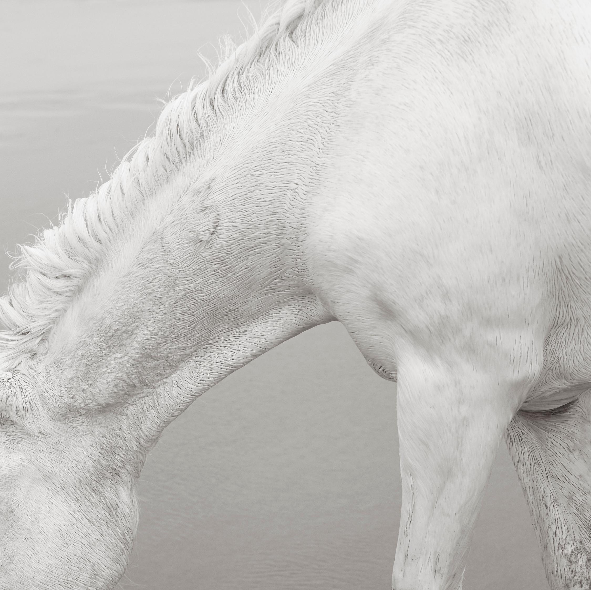 Drew Doggett Black and White Photograph – Der schöne, zarte und starke Hals eines ganz weißen Camargue-Pferdes mit einem b