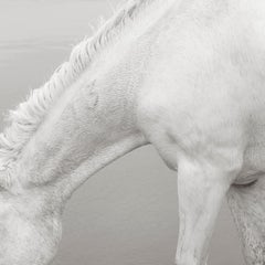 The beautiful, delicate, and strong neck of an all-white Camargue horse with a b