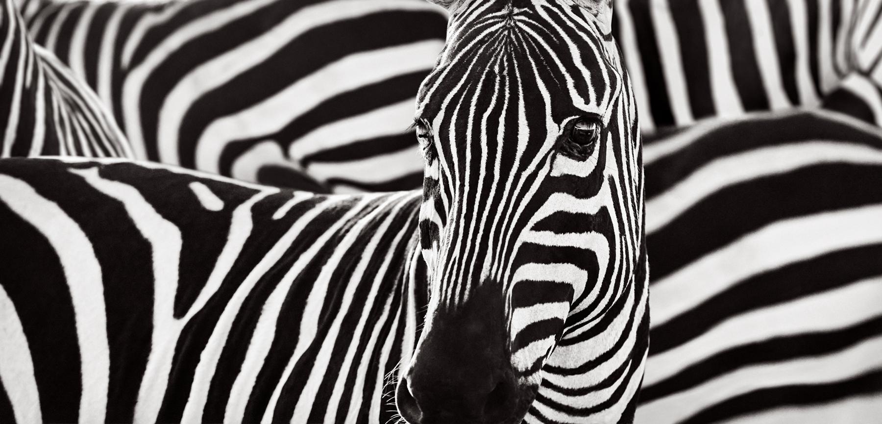 Drew Doggett Black and White Photograph – Der ikonische Mantel des Zebras steht im Mittelpunkt dieses einzigartigen, vom Design inspirierten Bildes