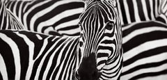 The iconic coat of the zebra is the focus of this unique, design-inspired image