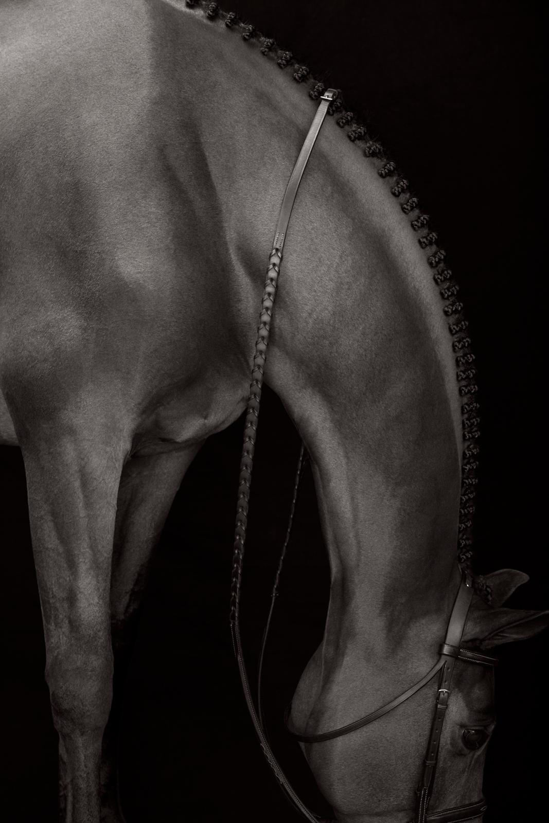 L'encolure de ce cheval est complétée par les rênes drapées sur sa silhouette.