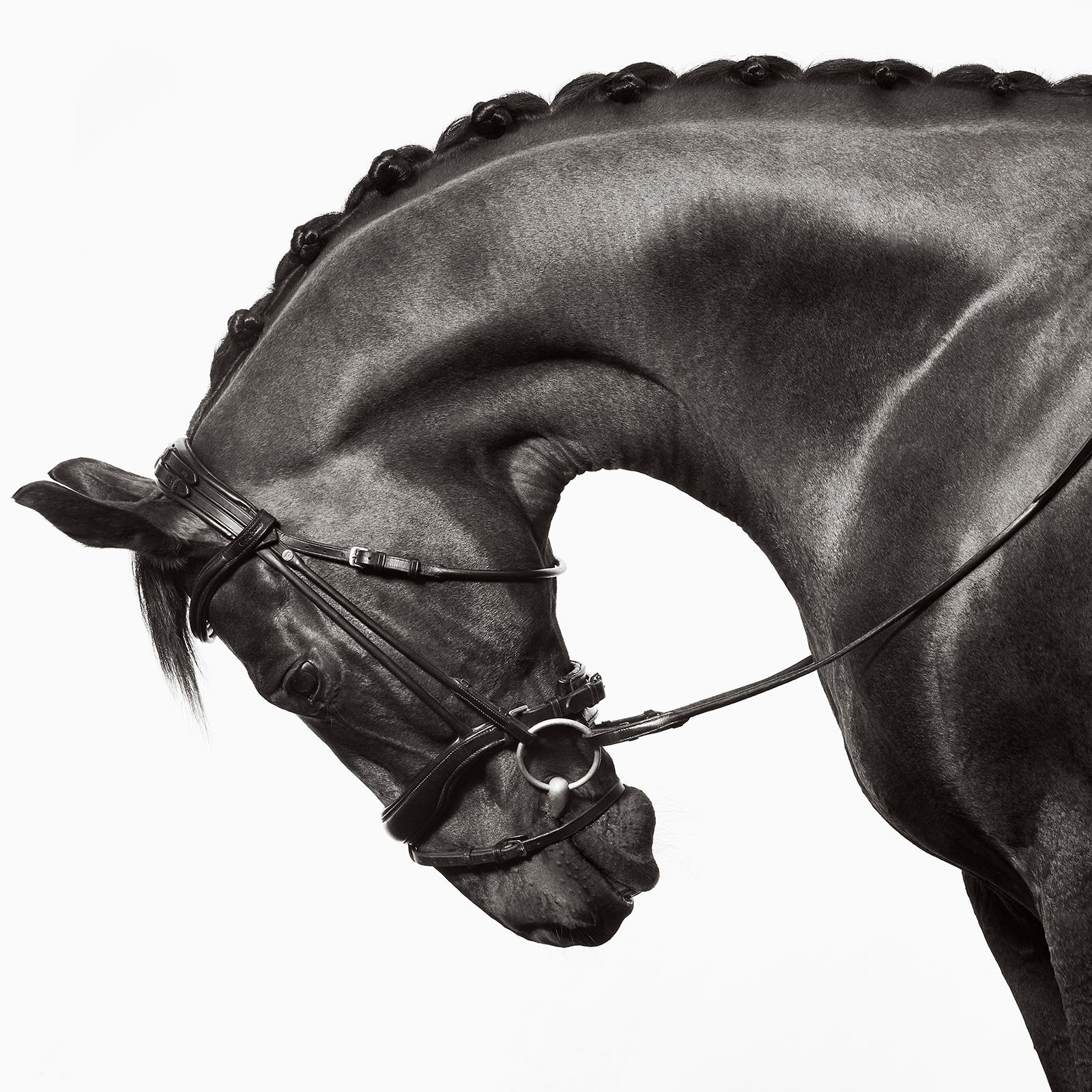Die Samtmantel dieses Pferdes und seine Schönheit sind eine Vision der Perfektion des Reiters – Photograph von Drew Doggett