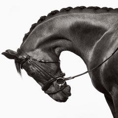 Die Samtmantel dieses Pferdes und seine Schönheit sind eine Vision der Perfektion des Reiters