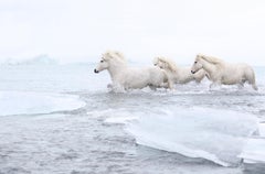 Drei alle weiße Pferde, die sich durch das Gletscherwasser Islands schmiegen