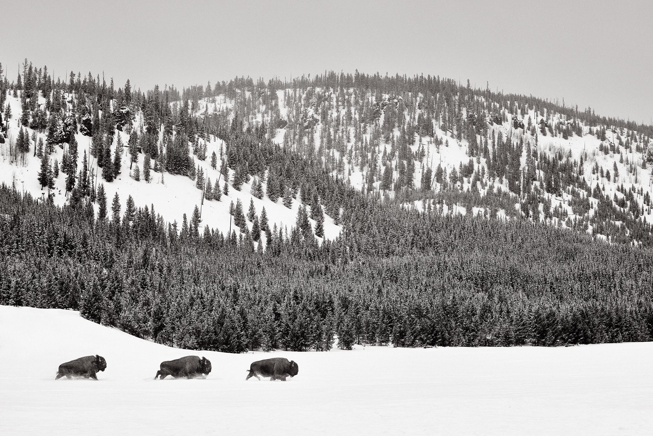Drei Bisons spazieren stoisch neben einem Fluss im Yellowstone National Park – Photograph von Drew Doggett