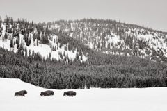 Drei Bisons spazieren stoisch neben einem Fluss im Yellowstone National Park