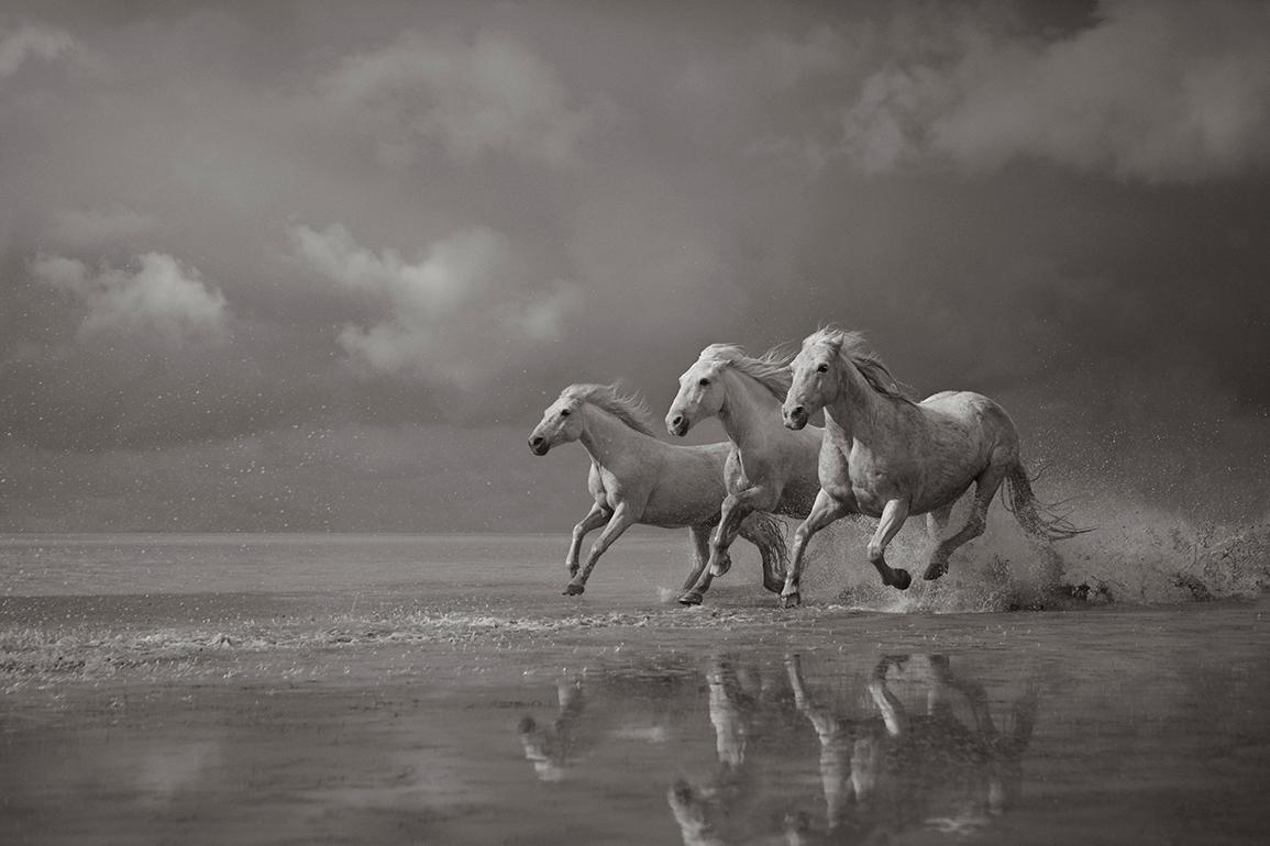 Drew Doggett Black and White Photograph - Three Bold White Horses Galloping Freely, Iconic, Cinematic, Ethereal 