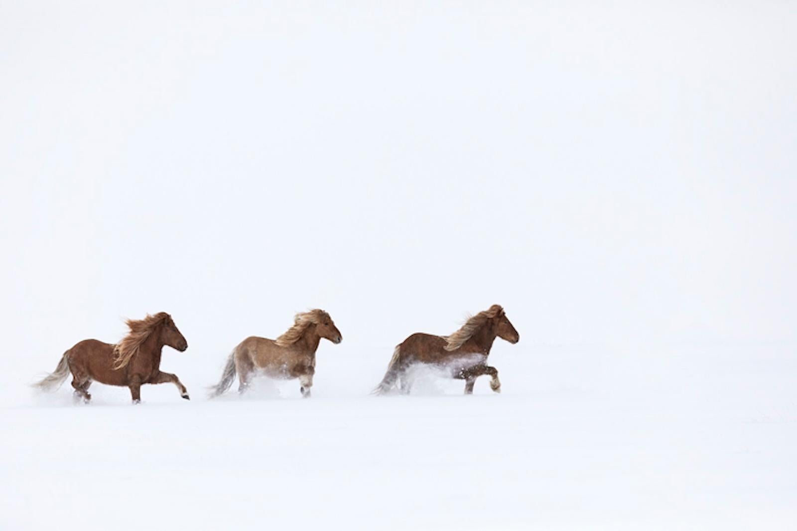 Tres caballos alazanes corriendo en fila por una tundra cubierta de nieve en Islandia - Photograph de Drew Doggett