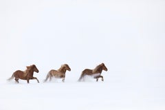 Tres caballos alazanes corriendo en fila por una tundra cubierta de nieve en Islandia