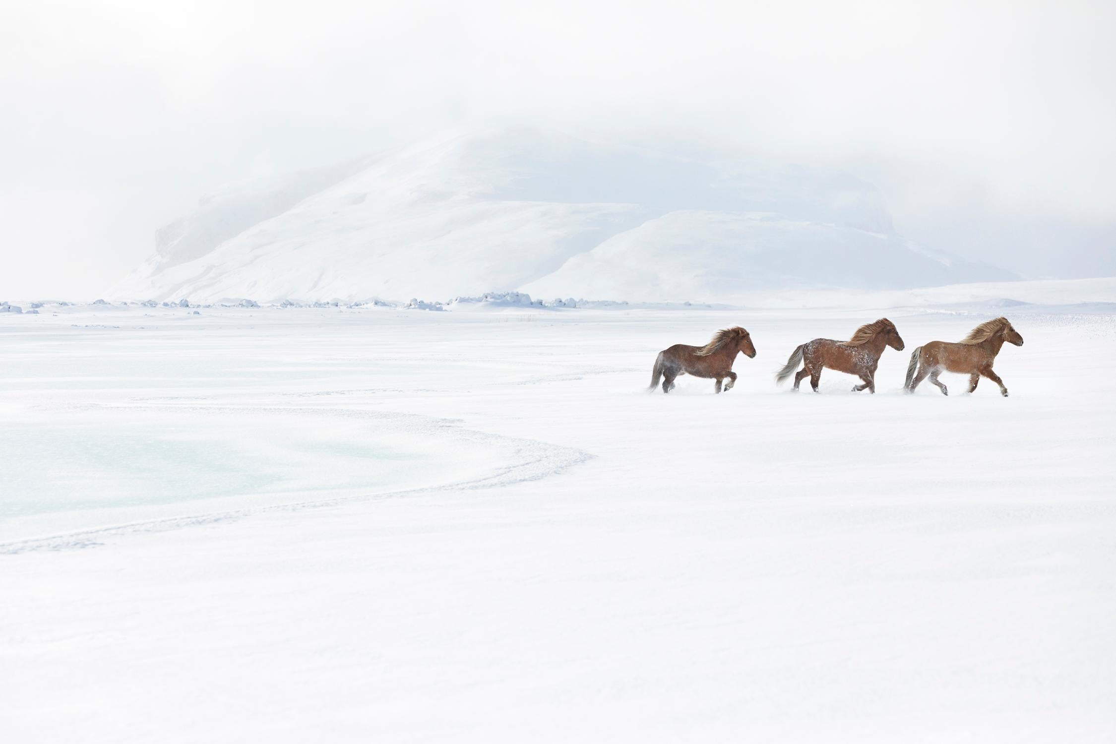 Drew Doggett Color Photograph – Drei Islandpferde bewegen sich zügig durch die winterliche Tundra