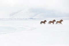 Three Icelandic horses move swiftly through the winter tundra