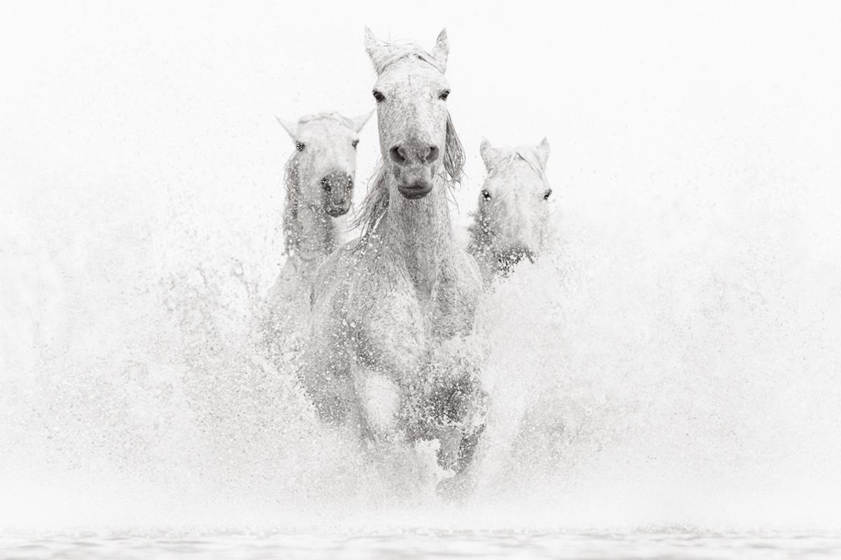 Black and White Photograph di Drew Doggett - Tre cavalli bianchi che caricano verso la macchina fotografica in acqua su uno sfondo bianco