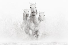 Three white horses charging towards the camera in water against white backdrop 