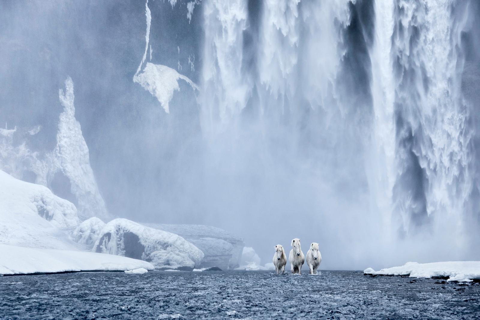 Tres caballos blancos galopan hacia delante con la cascada Skogafoss a sus espaldas - Photograph de Drew Doggett