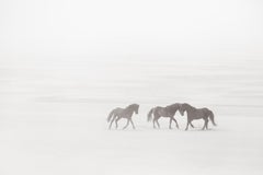 Drei Wildpferde im Nebel auf ihrer schönen, ungezähmten Heimat: Sable Island