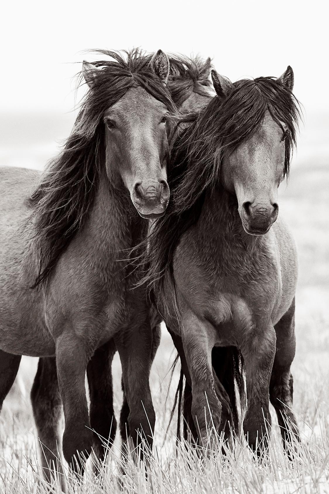 Drew Doggett Black and White Photograph - Three Wild Horses Meet on Sable Island