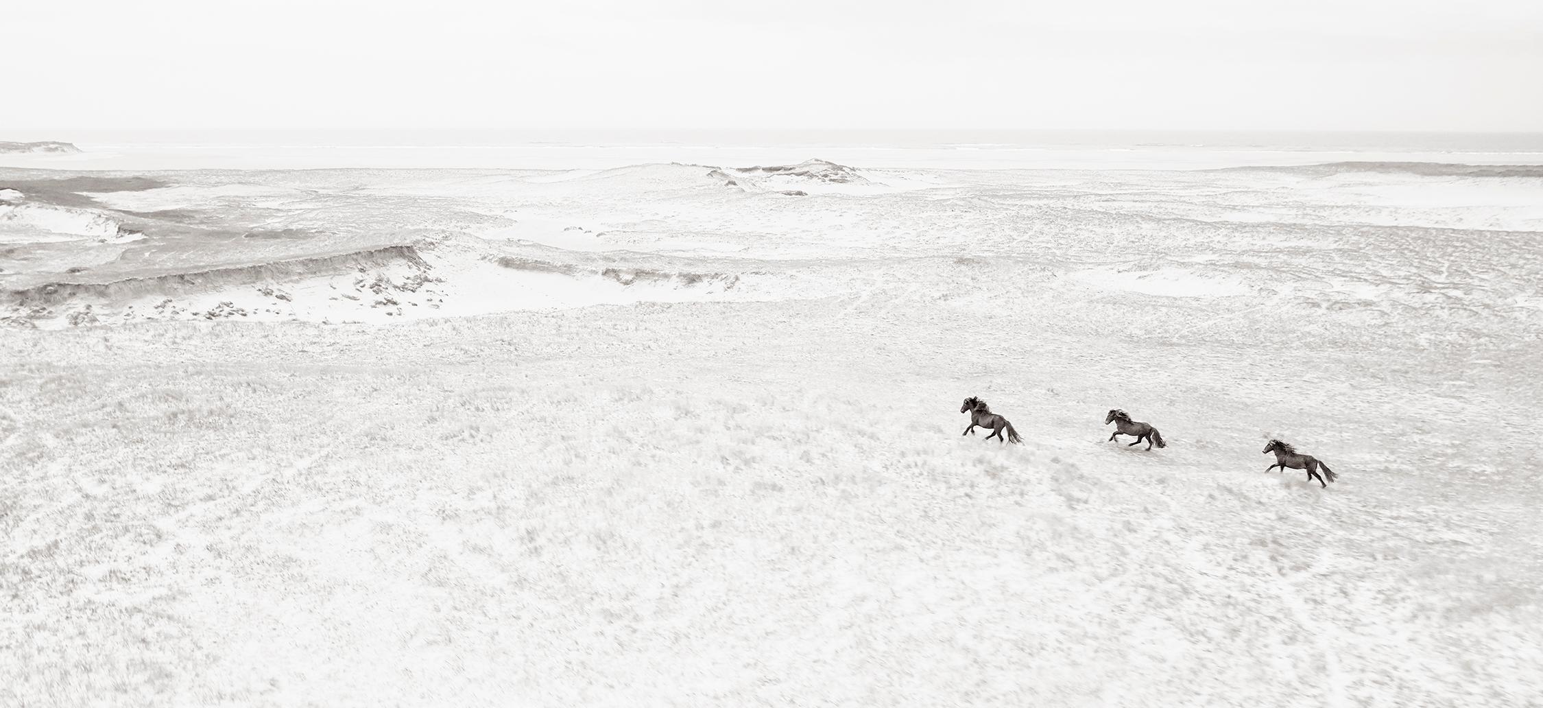 Three wild horses running along the sand dunes of Sable Island - Photograph by Drew Doggett