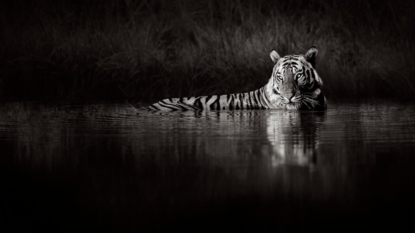 Drew Doggett Black and White Photograph - Tiger's Retreat