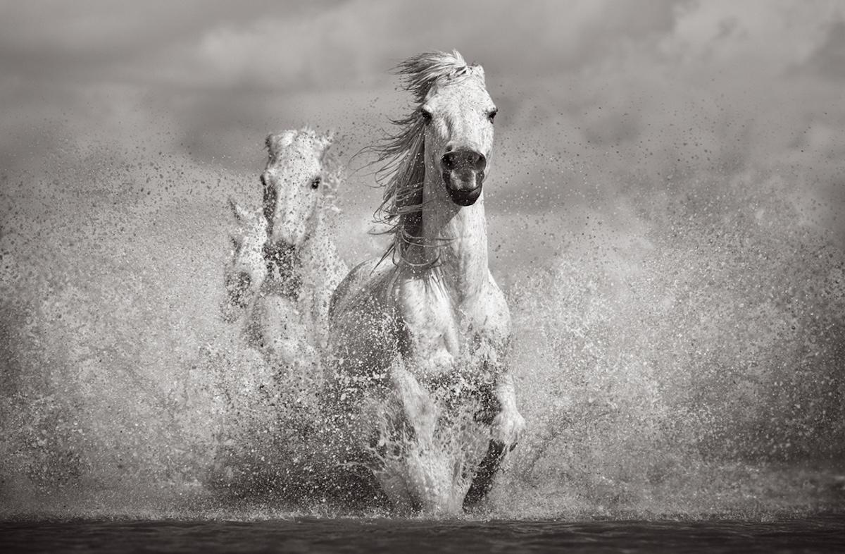 Black and White Photograph di Drew Doggett - Un Trio di cavalli bianchi si dirige verso la telecamera in questo fantastico momento