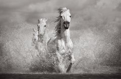 Un trio de chevaux tout blancs fonce vers l'appareil photo dans ce moment fantastique.
