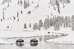 Two bison crossing a river in winter in a dramatic black and white composition