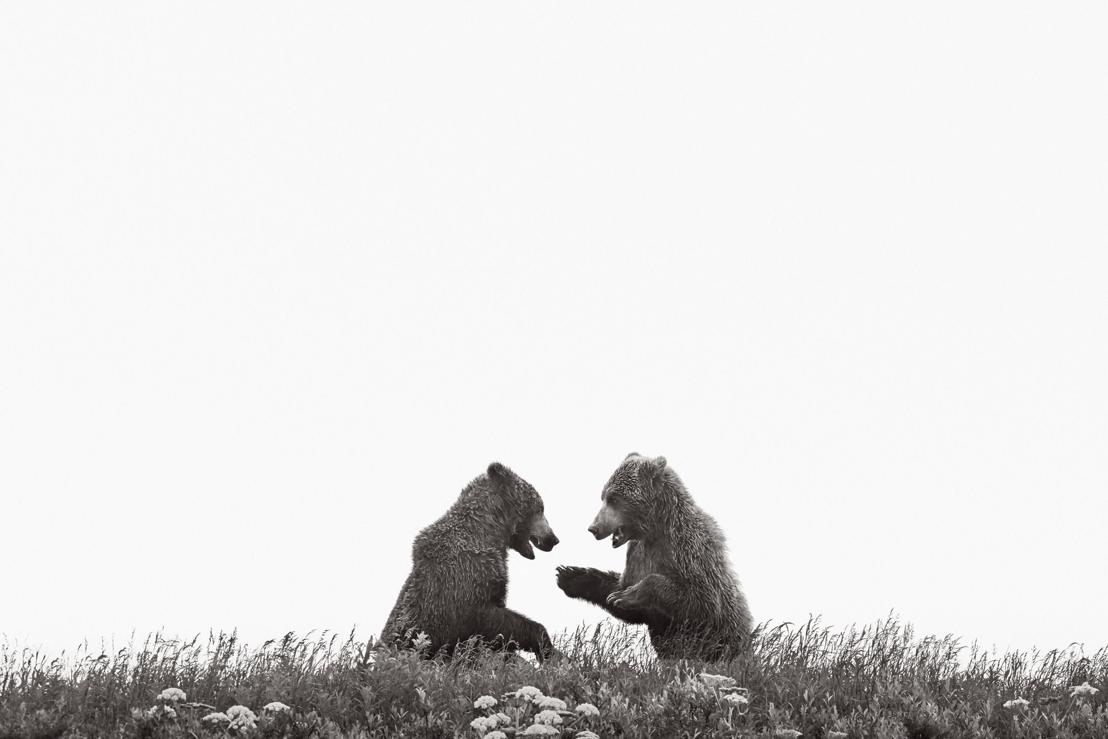 Drew Doggett Black and White Photograph – Zwei Braunbärenjunge spielen auf einem Bergrücken