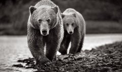 Two Brown Bears Walk Towards Camera