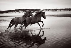 Two Wild & Famous Horses on Sable Island, Black & White Photography,  Horizontal
