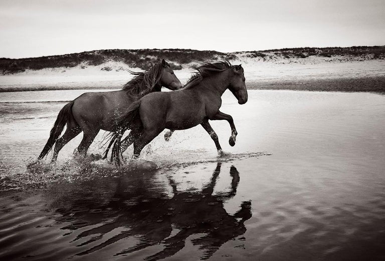 Drew Doggett - Two Wild and Famous Horses on Sable Island, Black and ...