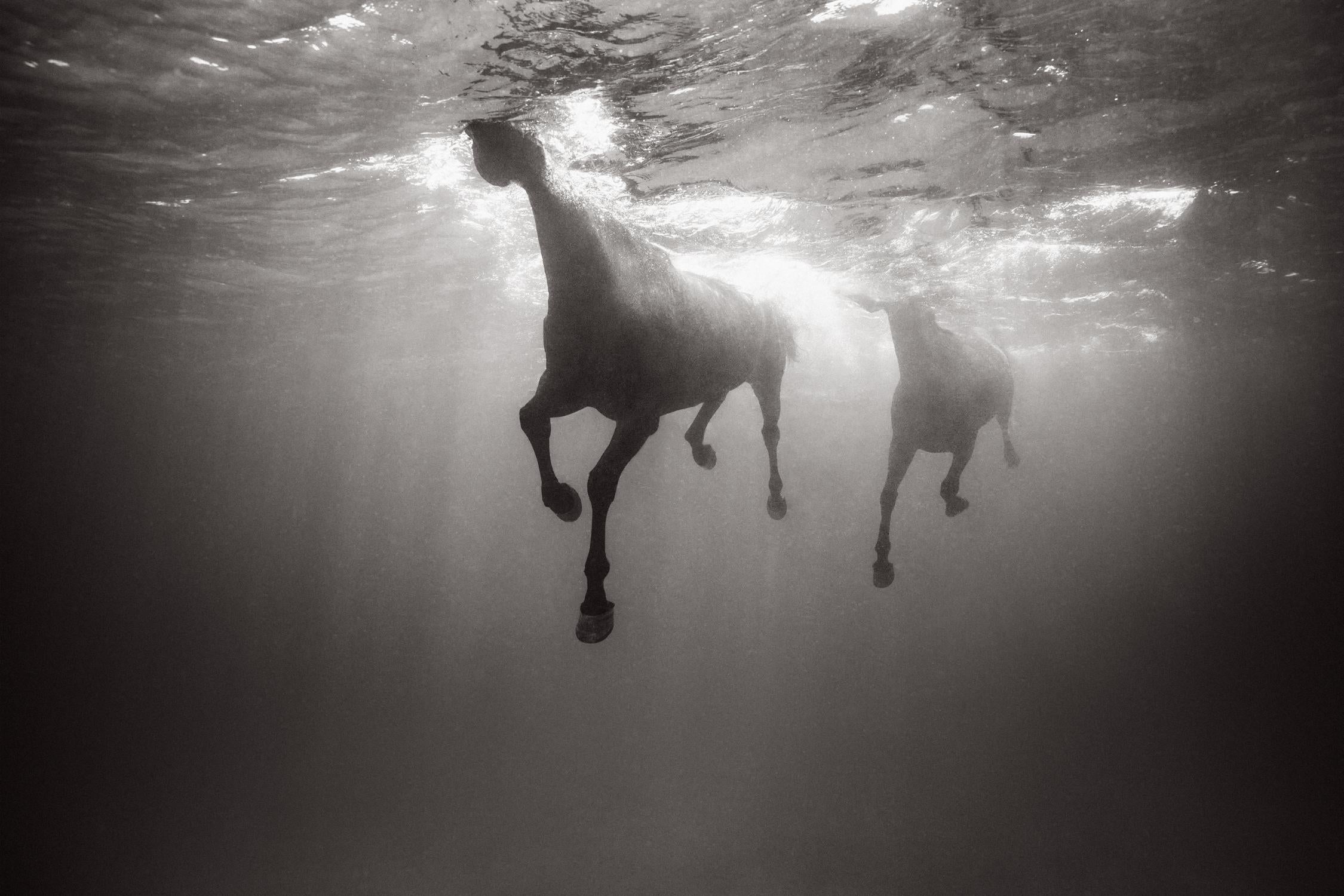 Two horses swimming in a row taken underwater - Photograph by Drew Doggett