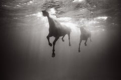 Two horses swimming in a row taken underwater