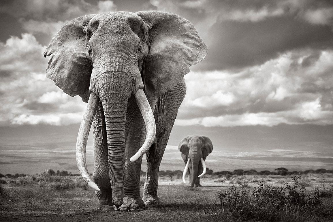 Drew Doggett Black and White Photograph - Two Iconic, Large Elephants Walking Across Amboseli National Park, Wildlife