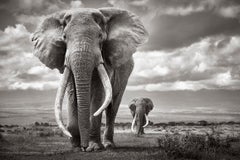 Deux grands éléphants emblématiques se promenant à travers le parc national d'Amoseli, animaux sauvages