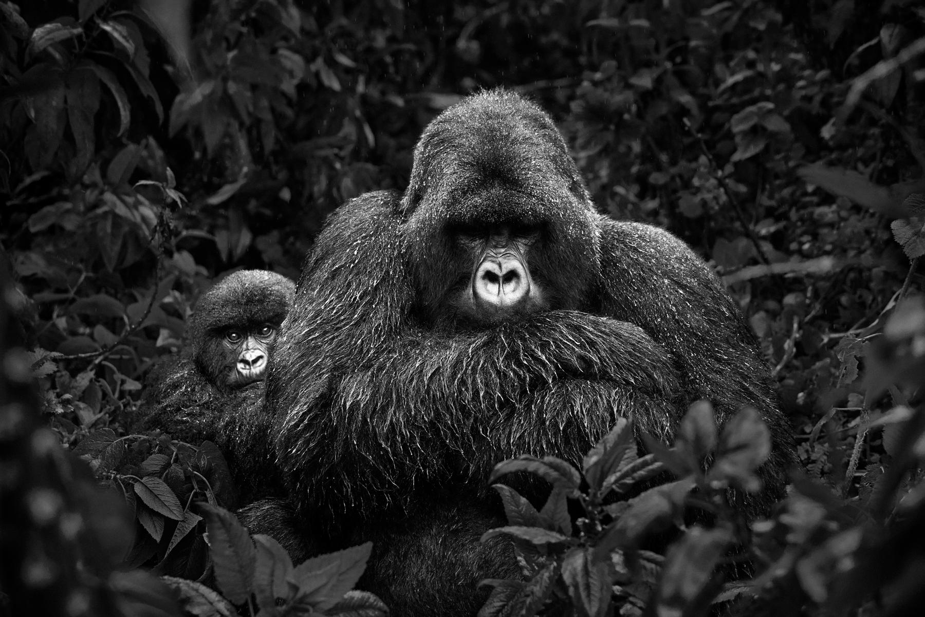 Drew Doggett Black and White Photograph – Zwei Berggorillas im surrealen, grünen Dschungel der Virunga-Massif