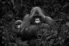 Deux gorillas surréalistes dans les jungles verdoyantes du massif de Virunga