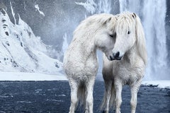 Due cavalli bianchi in una pozza d'acqua glaciale che si accoccolano tra loro