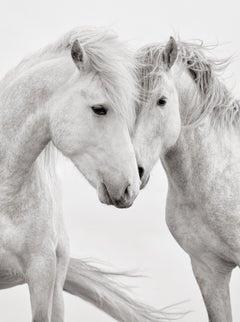 Two white horses nuzzling against one another