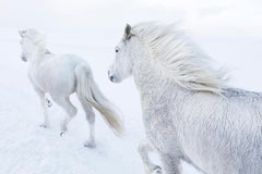 Due cavalli bianchi che corrono in fila lungo una tundra innevata