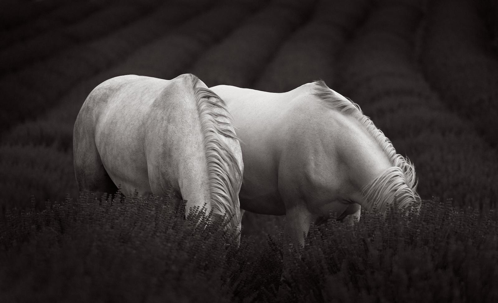 Two white horses with their heads hidden as they forage in a lavender field