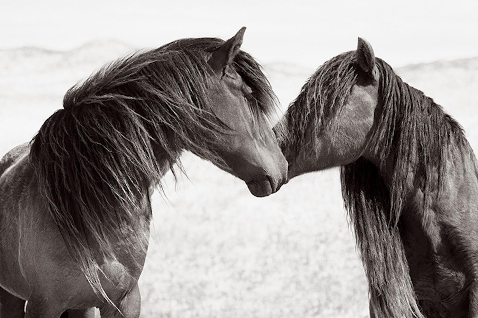 Zwei wilde und freie Pferde kuscheln auf Sable Island – Photograph von Drew Doggett