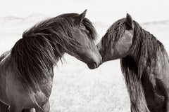 Two wild and free horses nuzzling on Sable Island