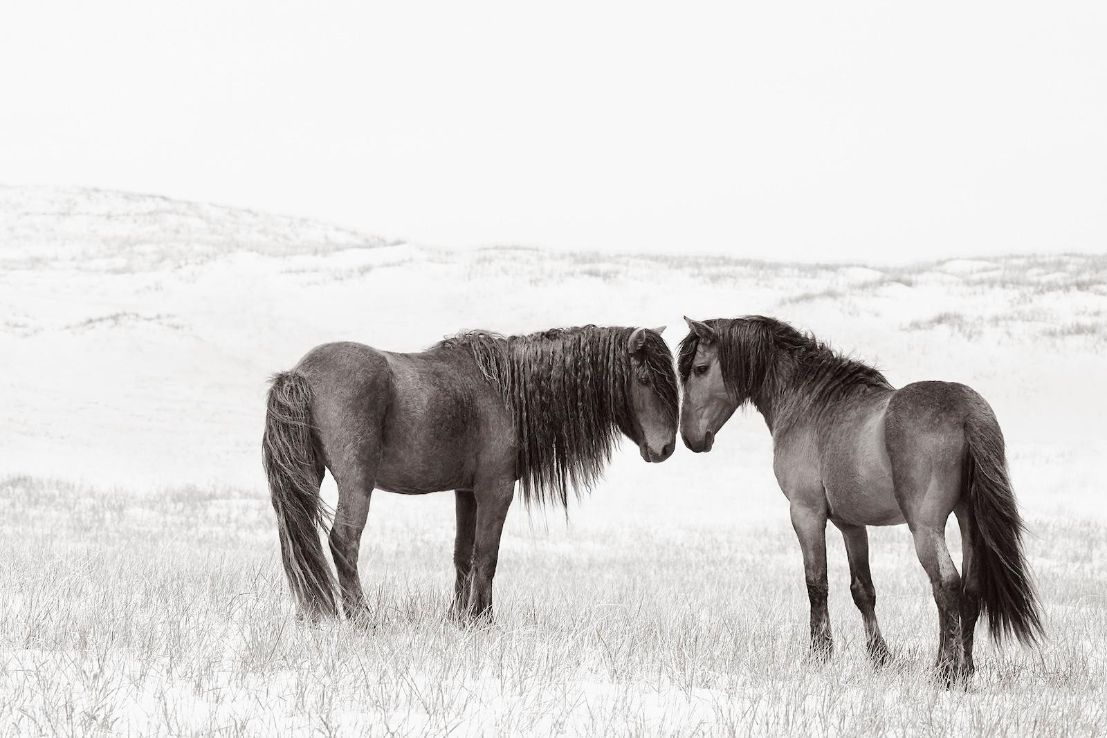 Two wild and free horses nuzzling on the sand dunes of Sable Island - Photograph by Drew Doggett
