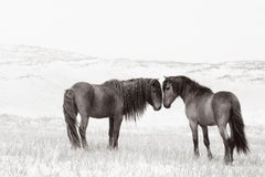 Two wild and free horses nuzzling on the sand dunes of Sable Island