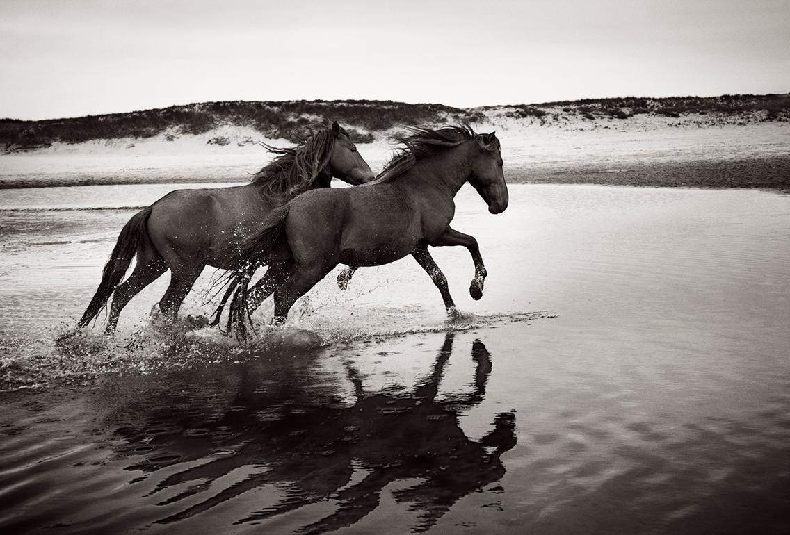 Drew Doggett Black and White Photograph – Wilde und berühmte Pferde auf Zobelinsel, Schwarz-Weiß-Fotografie,  Waagerecht