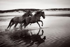 Deux chevaux sauvages et célèbres sur l'île de Sable, Photographie en noir et blanc,  Horizontal