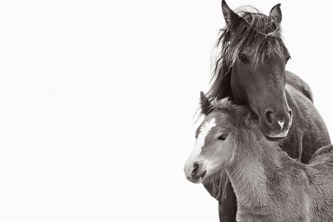 Drew Doggett Black and White Photograph – Zwei Wildpferde, Mutter und Fuchs, Minimal, Calming, Horizontal, Reiter