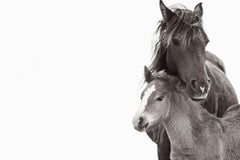 Two Wild Horses, Mother and Foal, Minimal, Calming, Horizontal, Equestrian